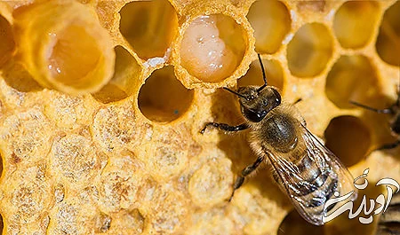 ژل رویال, ژل رویال چیست, بروز آلرژی ژل رویال در برخی افراد